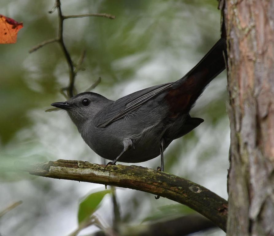 Gray Catbird. Bob Edelen/Macaulay Library. eBird S31714763