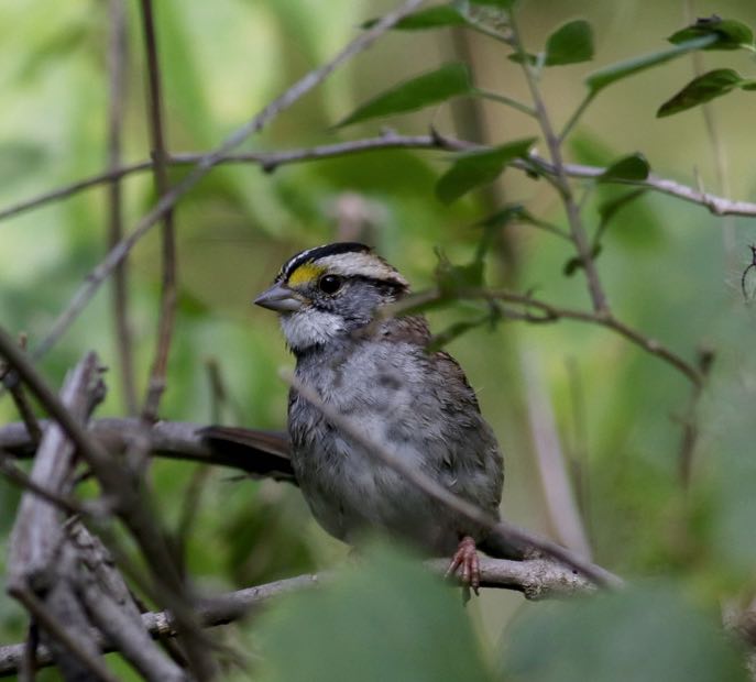 White-throated Sparrow. Jay McGowan/Macaulay Library. eBird S31628294