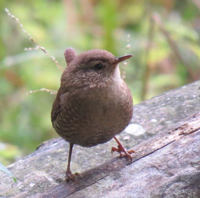 Winter Wren. Denis Collins/Macaulay Library. eBird S31776226