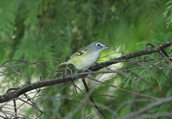 Blue-headed Vireo. Mark Benson/Macaulay Library. eBird S31810672