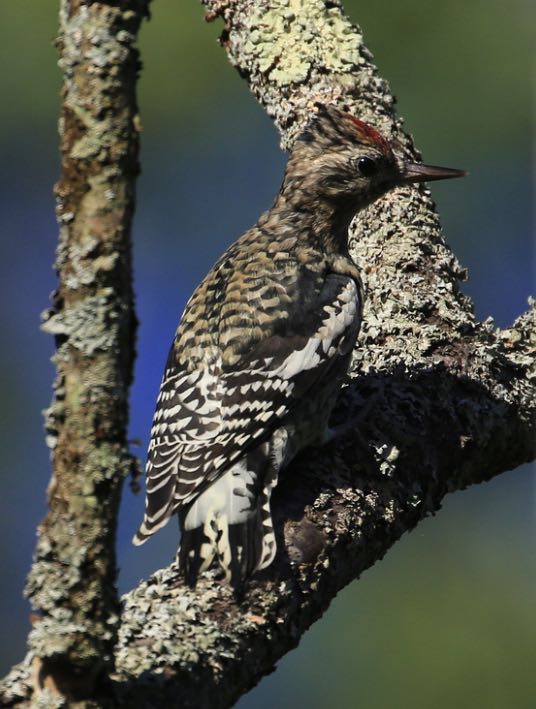 Yellow-bellied Sapsucker. Tim Lenz/Macaulay Library. eBird S31793165.