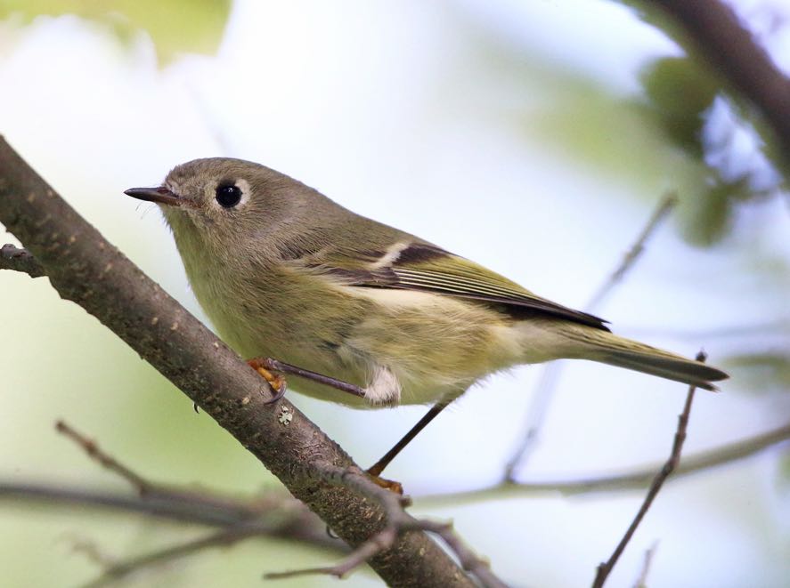 Ruby-crowned Kinglet. Tom Murray/Macaulay Library. eBird S31811371.