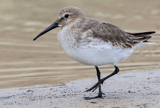 Dunlin. Bradley Hacker/Macaulay Library. eBird S31665132.