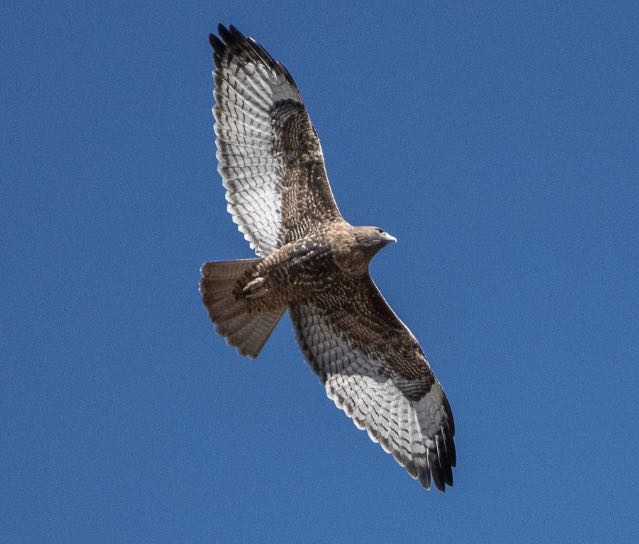 Red-tailed Hawk. James Hoagland/Macaulay Library. eBird S31973538.