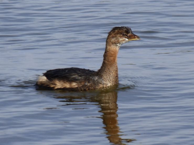 Pied-billed Grebe. Laurie Koepke/Macaulay Library. eBird S32015287.