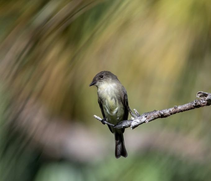 Eastern Phoebe. Peter Brannon/Macaulay Library. eBird S32026426.