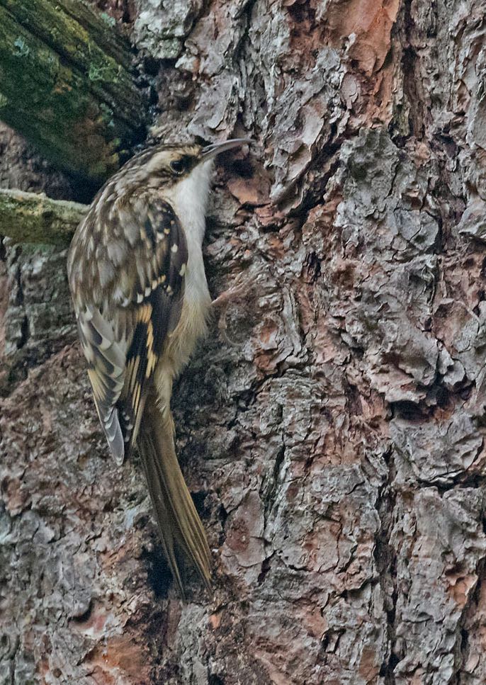 Brown Creeper. Cynthia Crawford/Macaulay Library. eBird S32012840.