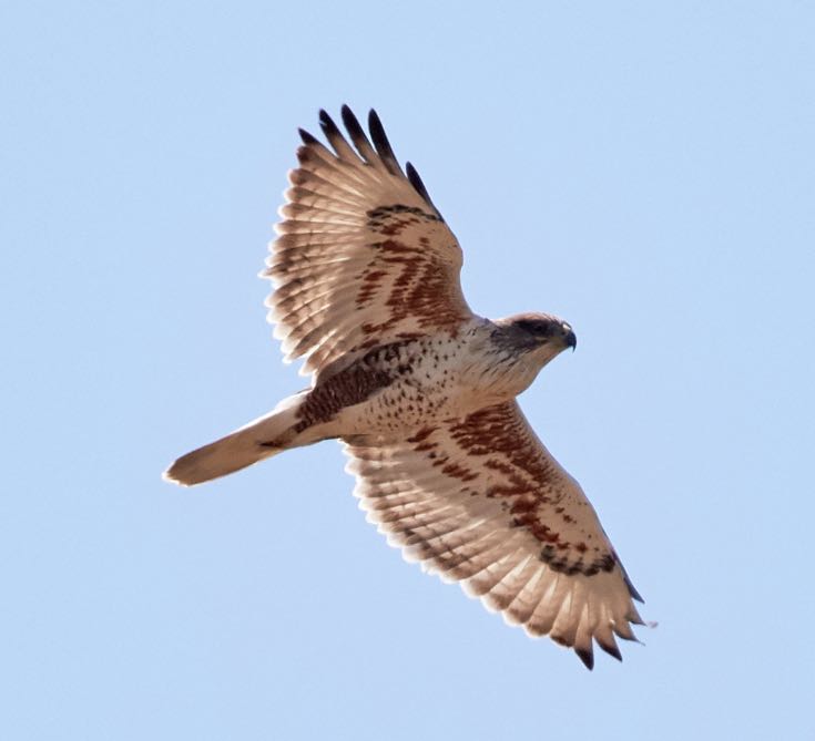 Ferruginous Hawk. Brooke Miller/Macaulay Library. eBird S31919065.