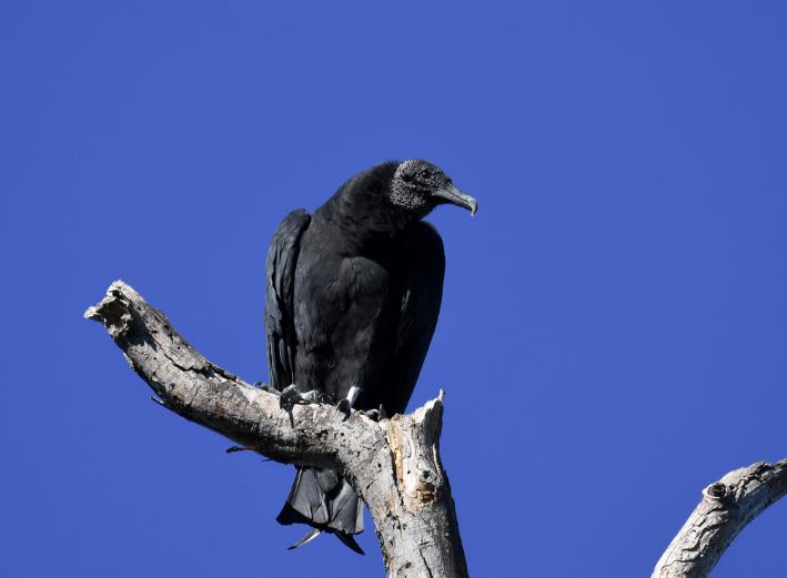 Black Vulture. Brian Henderson/Macaulay Library. eBird S31992765.