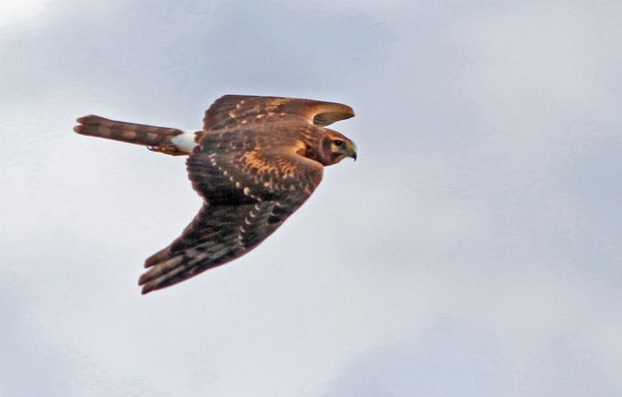 Northern Harrier. Kris Petersen/Macaulay Library. eBird S32016848.