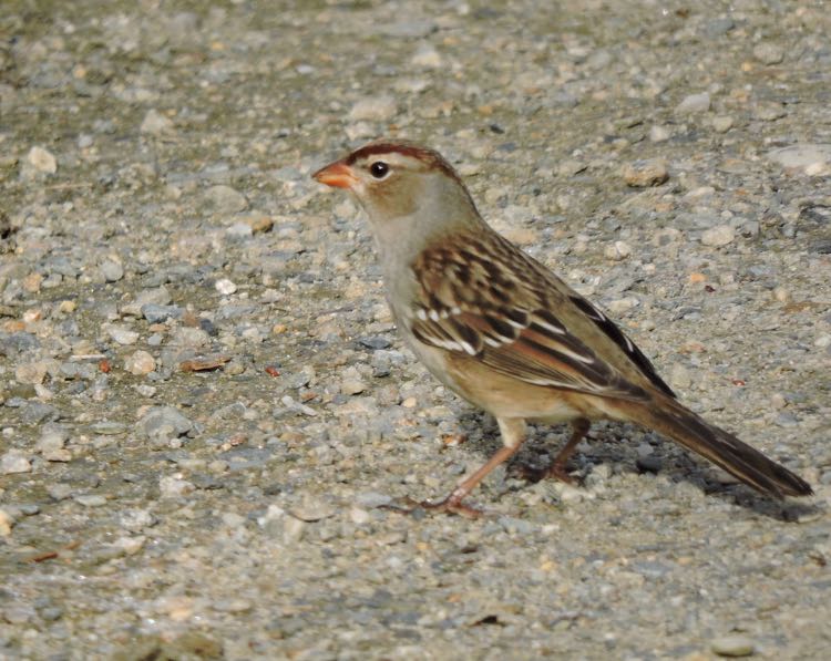 White-crowned Sparrow. Bill Lee/Macaulay Library. eBird S32027821.