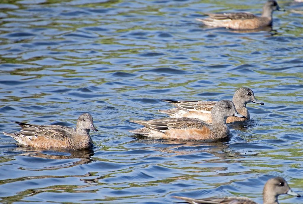 American Wigeon. David Badke/Macaulay Library. eBird S32010097.