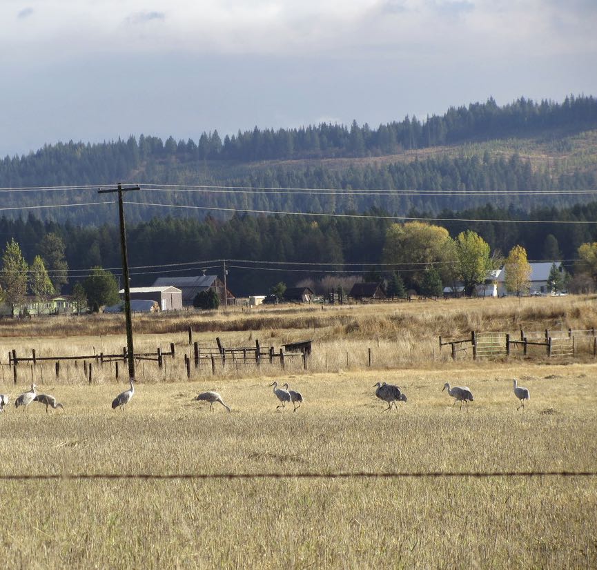 Sandhill Crane. Heidi Becker/Macaulay Library. eBird S32114925.