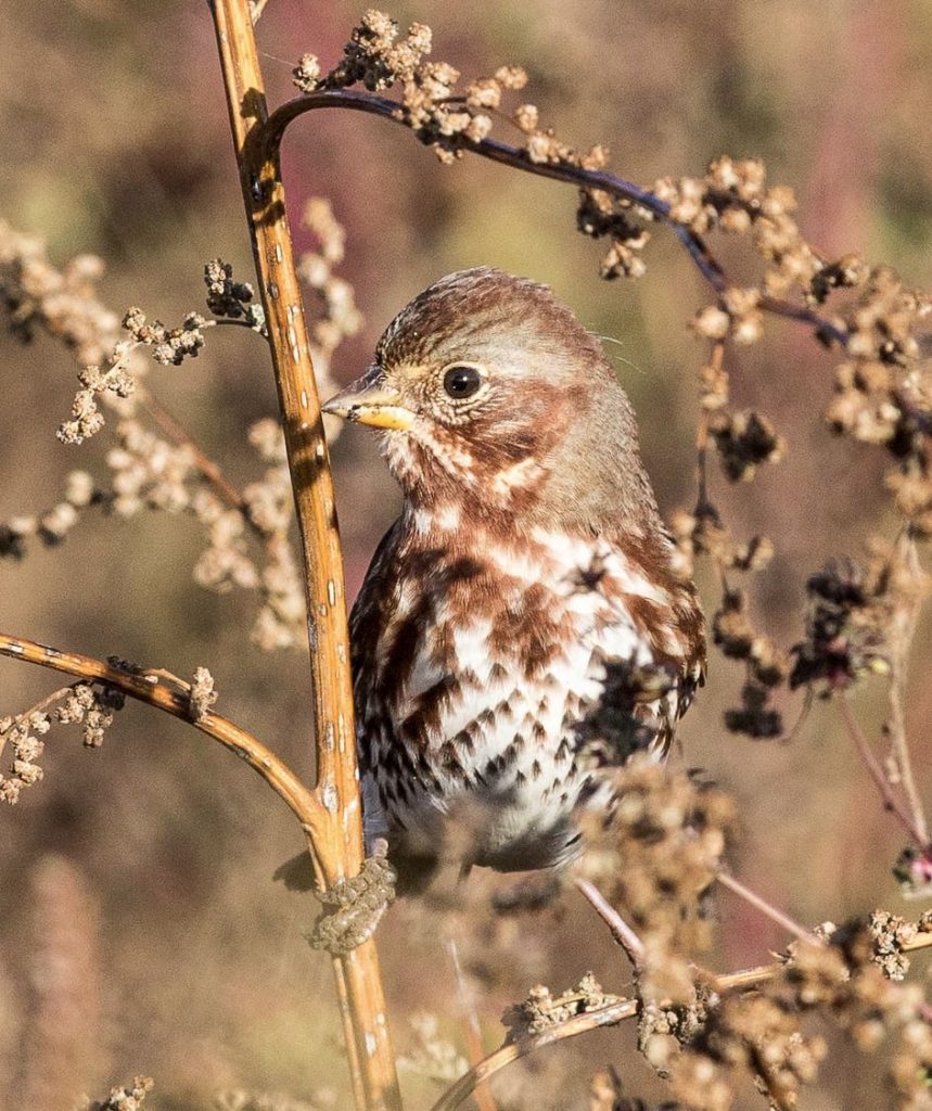 Fox Sparrow. Jeremy Coleman/Macaulay Library. eBird S32123292.