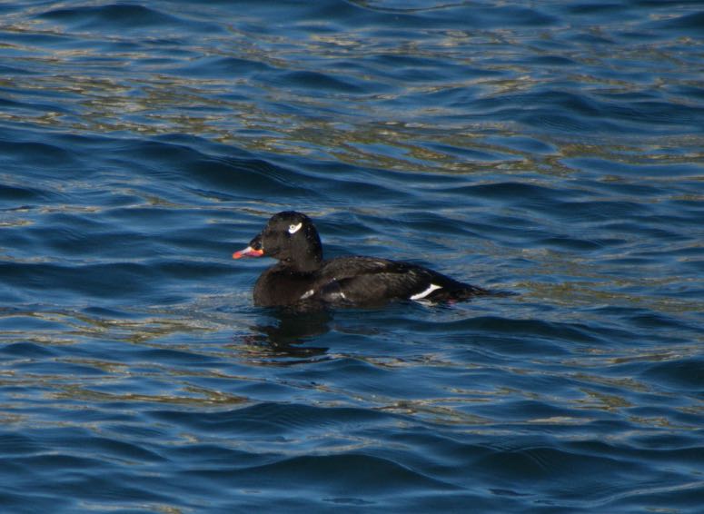White-winged Scoter. Bob Moose/Macaulay Library. eBird S32199954.