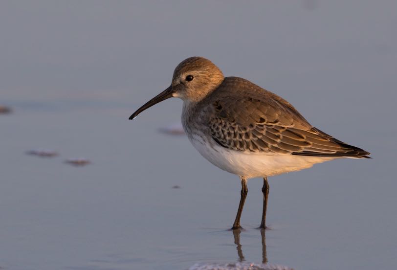 Dunlin. Chris Thomas/Macaulay Library. eBird S31879890.