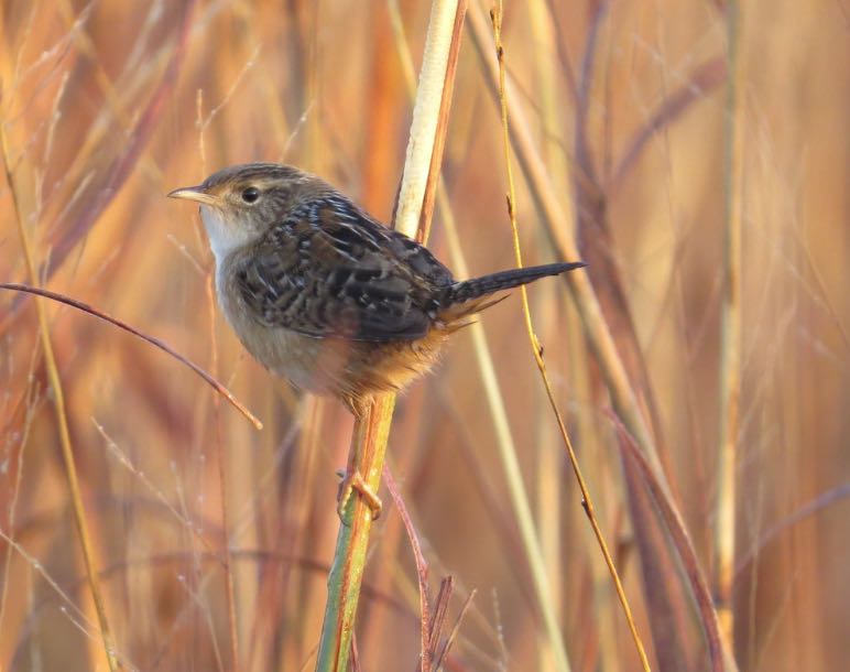 Sedge Wren. Andrew Burnett/Macaulay Library. eBird S32186388.