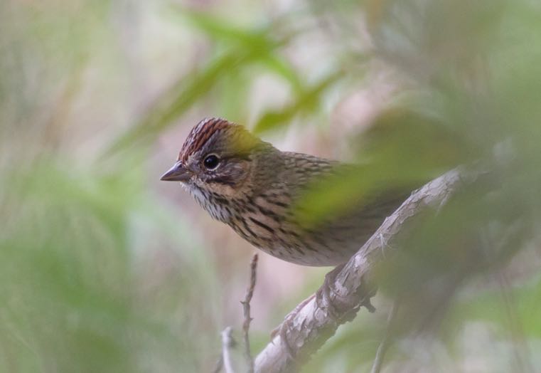 Lincoln's Sparrow. Tara Randle/Macaulay Library. eBird S32105149.