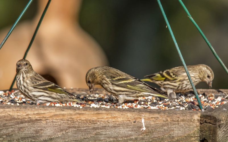 Pine Siskin. Ed Wransky/Macaulay Library. eBird S32045312.