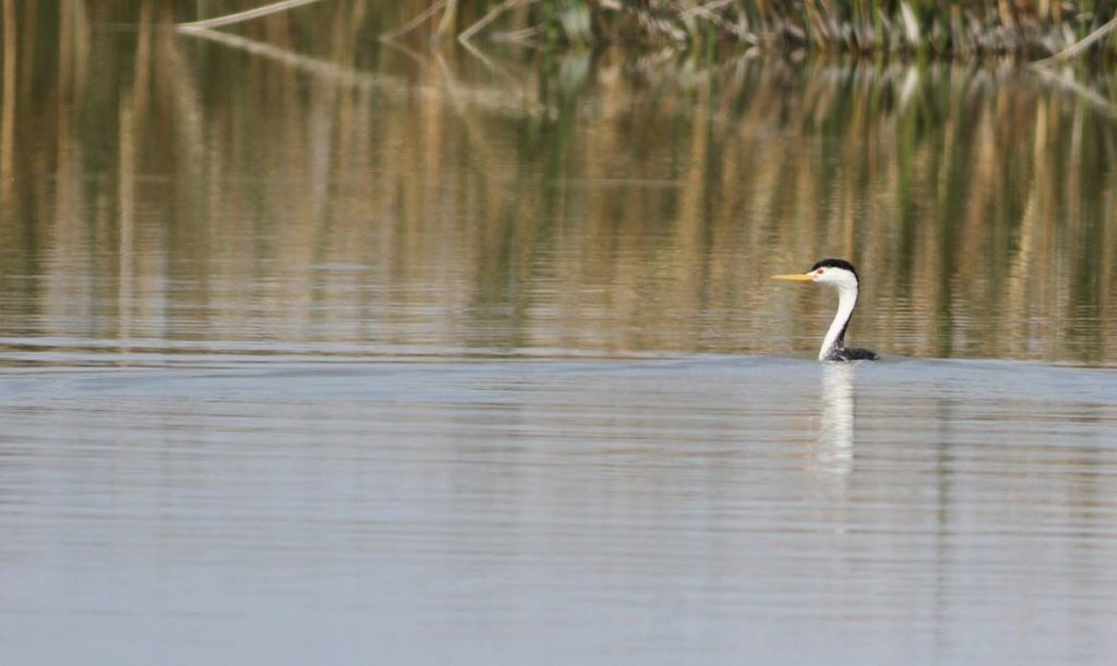 Clark's Grebe. Jonathan Hiley/Macaulay Library. eBird S32353270.