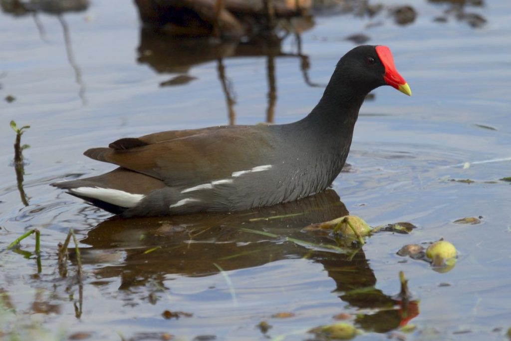 Common Gallinule. Patrick J. Blake/Macaulay Library. eBird S32343467.