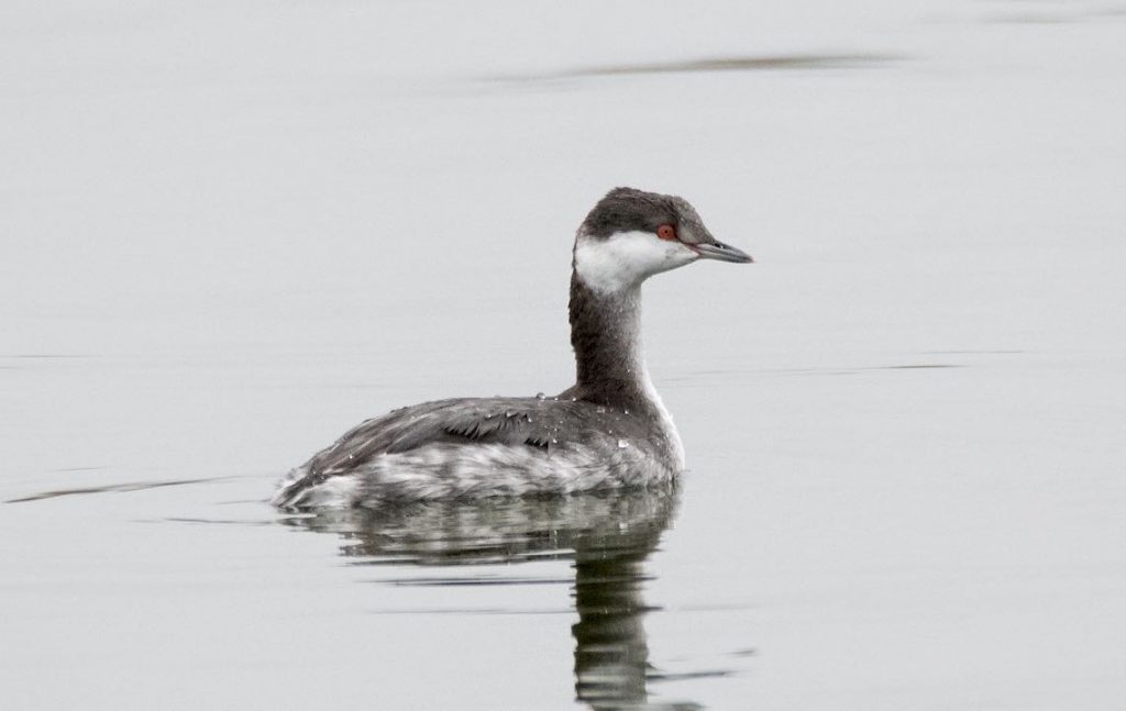 Horned Grebe. Michel Bourque/Macaulay Library. eBird S32361145.