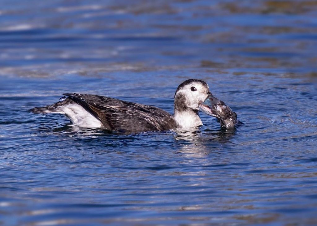 Long-tailed Duck. Peter Hawrylyshyn/Macaulay Library. eBird S32406018.