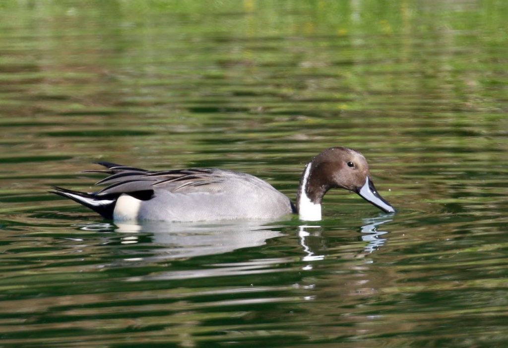 Northern Pintail. Donna Pomeroy/Macaulay Library. eBird S32344391.