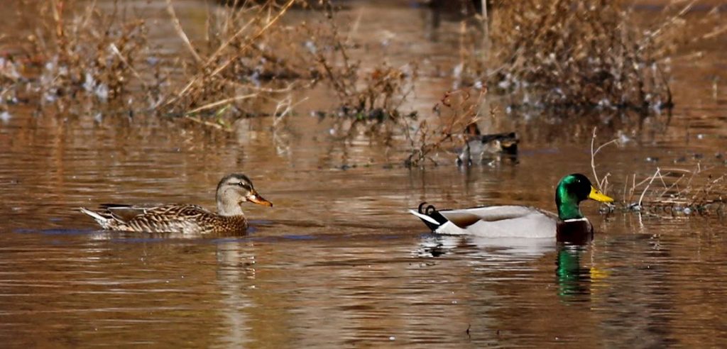 Mallard. William Keim/Macaulay Library. eBird S32458341.