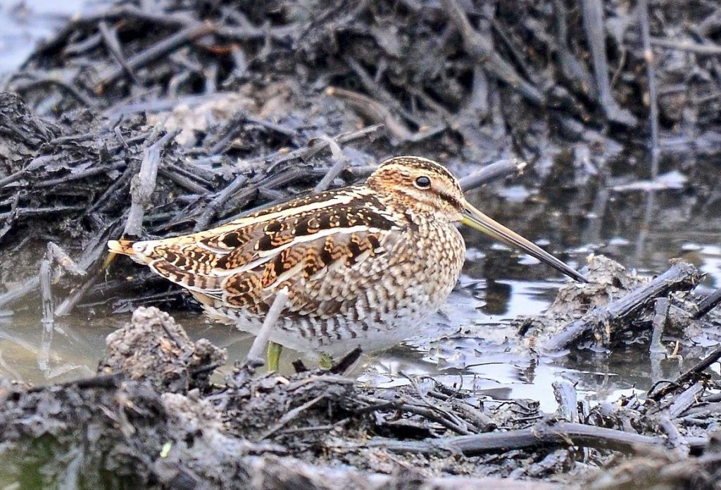 Wilson's Snipe. Jade Hems/Macaulay Library. eBird S32460678.