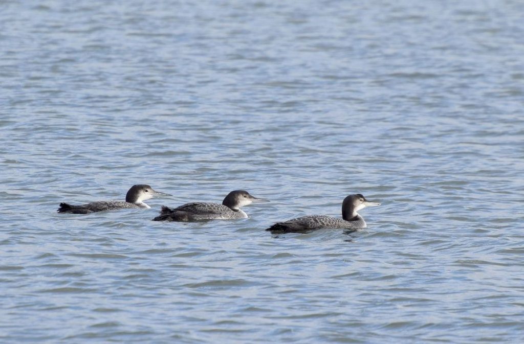 Common Loon. Irina Shulgina/Macaulay Library. eBird S32449900.