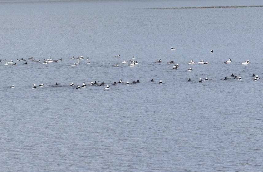 Bufflehead. John Woods/Macaulay Library. eBird S32469891.