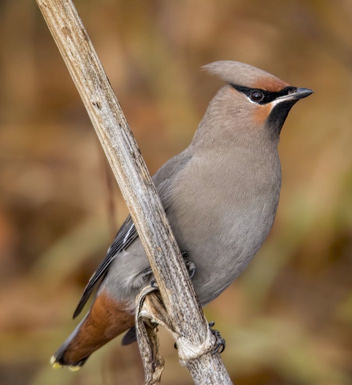 Bohemian Waxwing. Jamin Taylor/Macaulay Library. eBird S32451568.