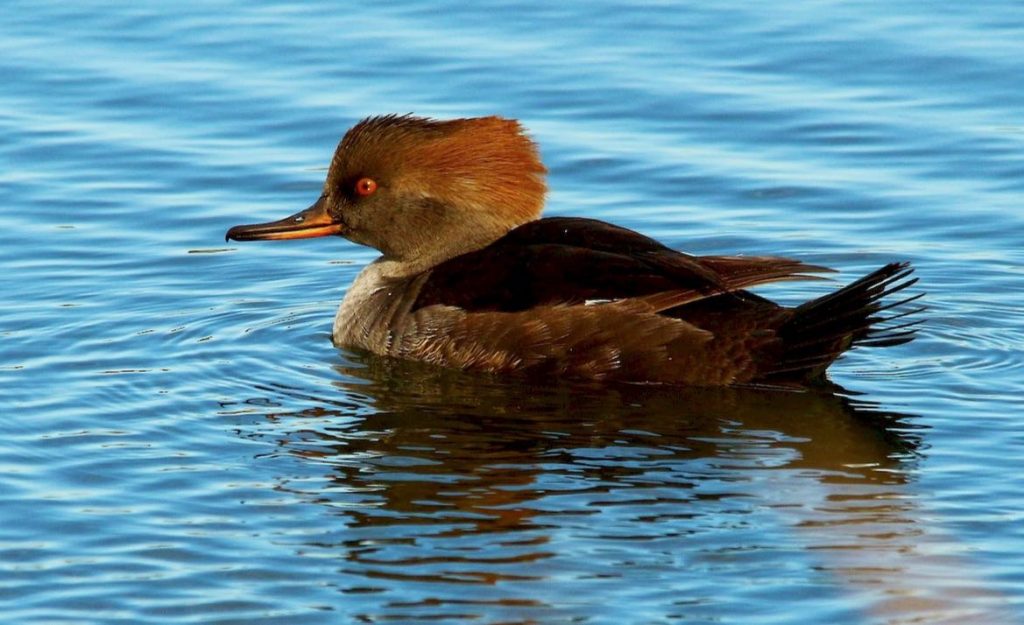 Hooded Merganser. Rick Sammons/Macaulay Library. eBird S32487822.