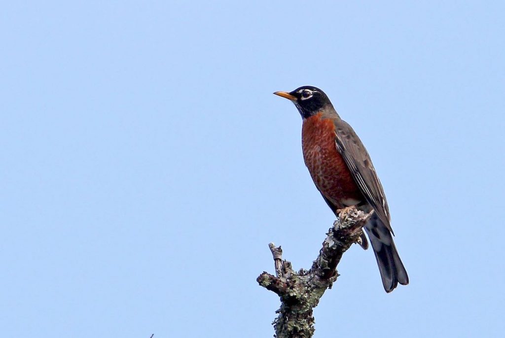 American Robin. Steve Raduns/Macaulay Library. eBird S32351870.