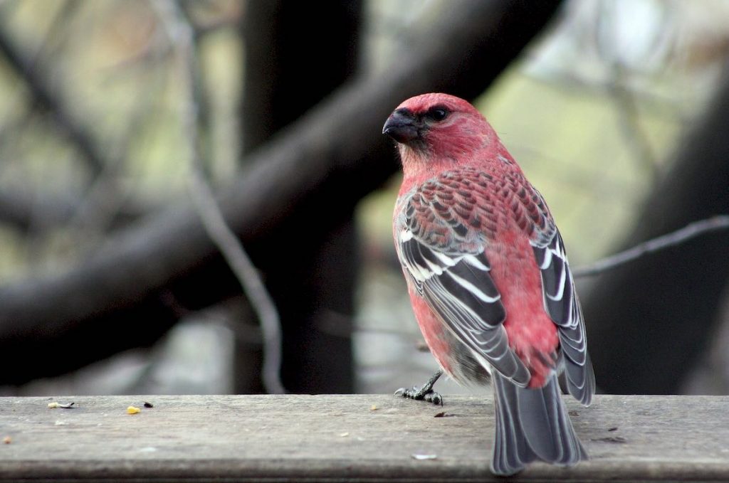 Pine Grosbeak. John Corden/Macaulay Library. eBird S32438550.