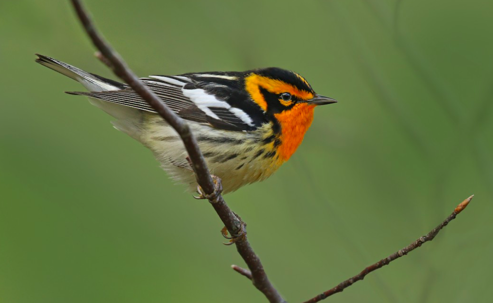 Blackburnian Warbler. Ryan Schain/Macaulay Library. eBird S37089633.