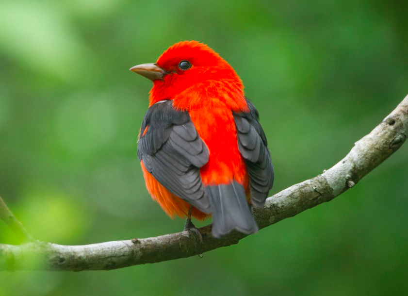 Scarlet Tanager. Brian Sullivan/Macaulay Library. eBird S14026862