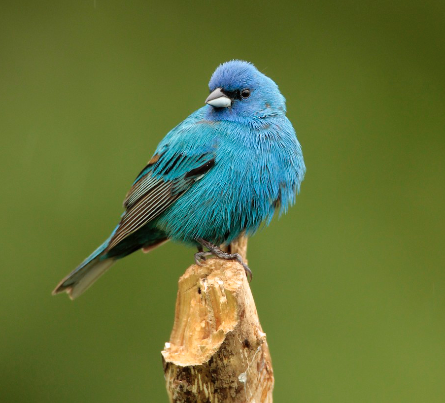 Indigo Bunting. James Kinderman/Macaulay Library. eBird S37017063