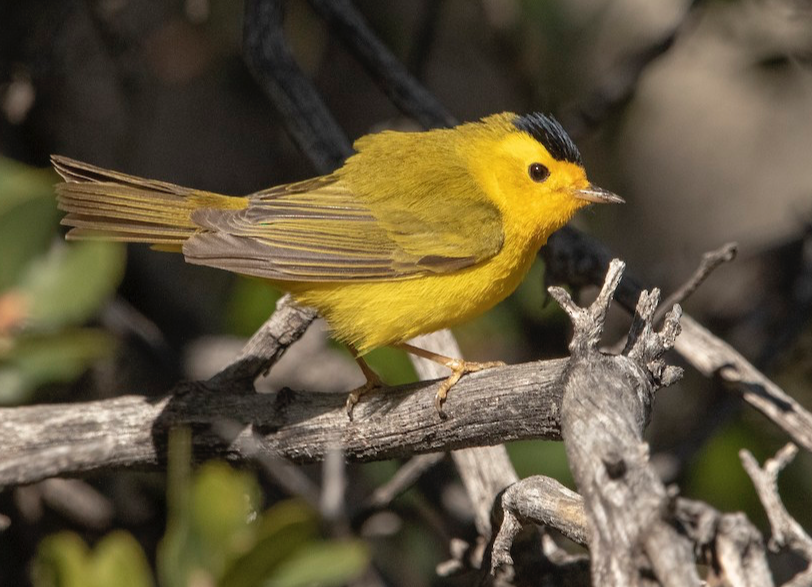 Wilson's Warbler. Alexander Harper/Macaulay Library. eBird S67364488