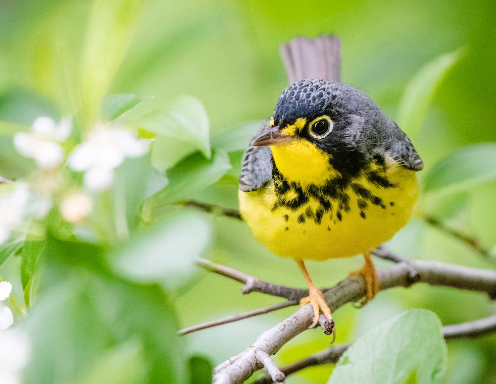 Canada Warbler. Brian Calk/Macaulay Library. eBird S58402031.