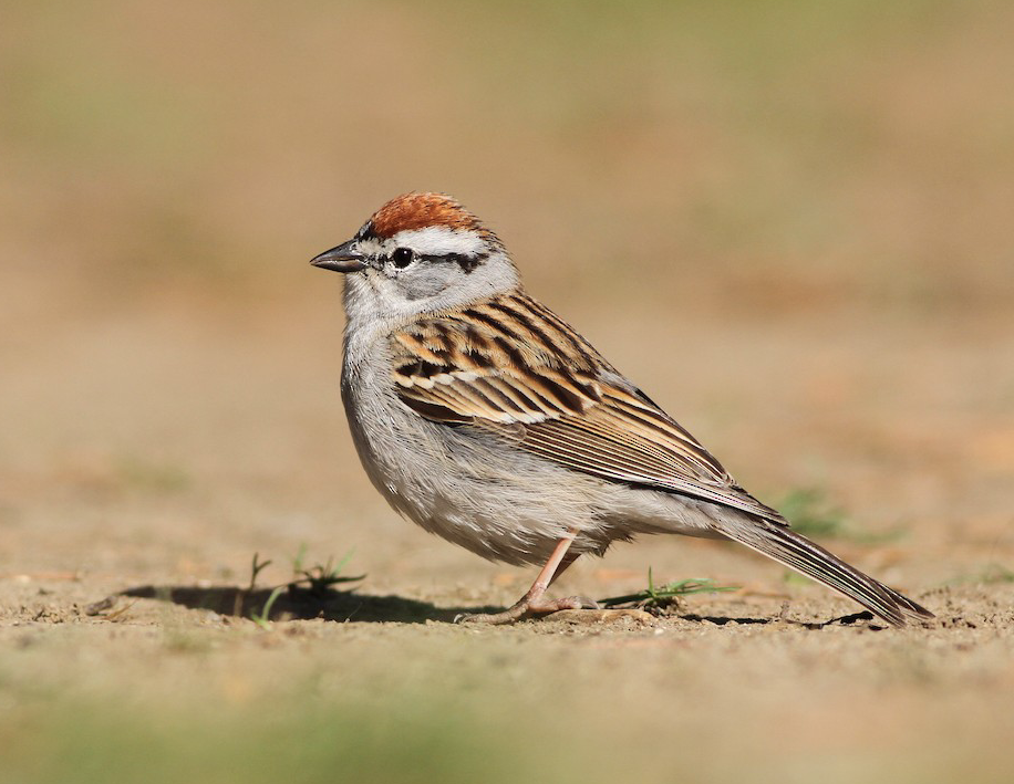 Chipping Sparrow. Evan Lipton/Macaulay Library. eBird S23230113.