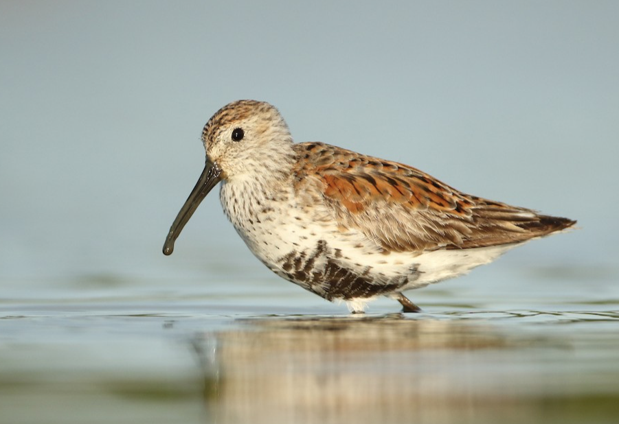Dunlin. Luke Seitz/Macaulay Library. eBird S36759165