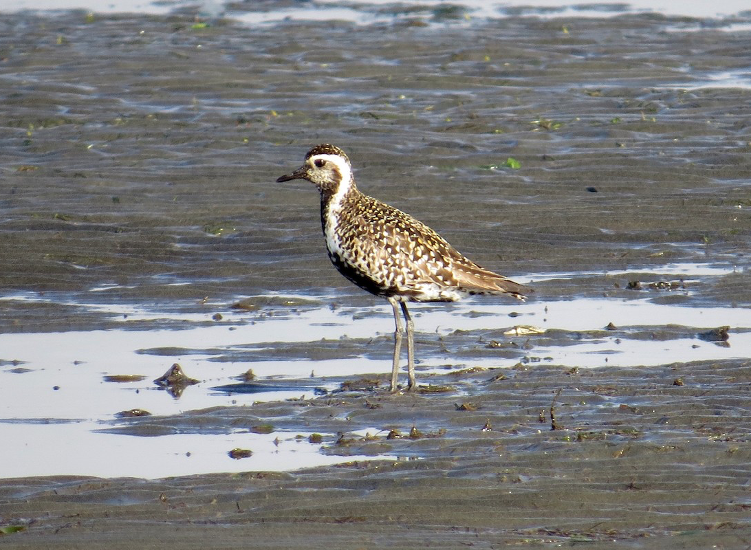 Pacific Golden-Plover. Karen Wosilait/Macaulay Library. eBird S29994419