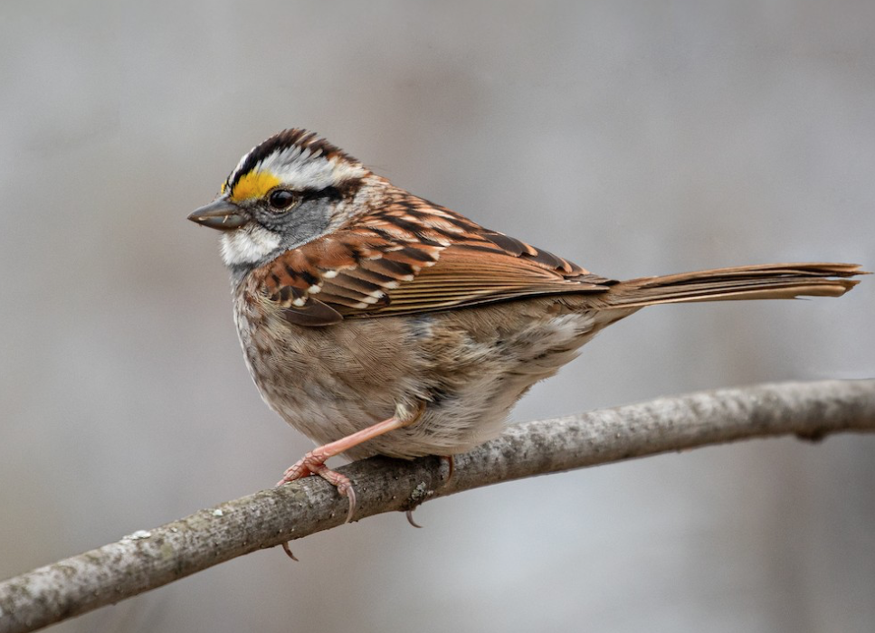 White-throated Sparrow. Suzanne Labbé/Macaulay Library. eBird S68379491.