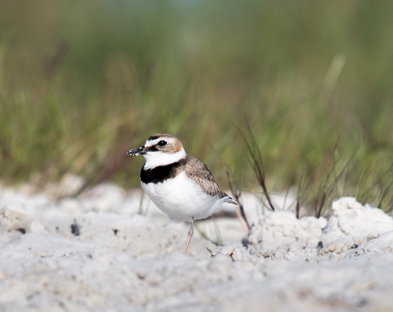 Wilson's Plover. Melissa James/Macaulay Library. eBird S68680571.