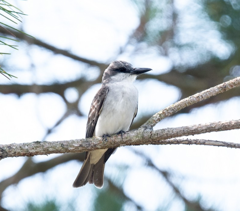Gray Kingbird. Melissa James/Macaulay Library. eBird S68680571.