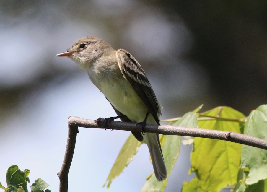 Willow Flycatcher. Ned Brinkley/Macaulay Library. eBird S69527557