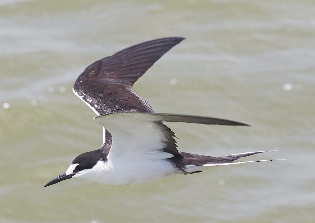 Sooty Tern. Andrew Haffenden/Macaulay Library. eBird S37761252.