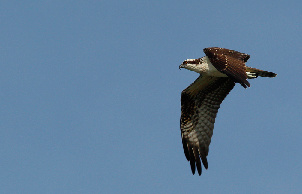 Screenshot 2015-08-14 08.47.59